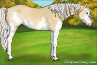 Horse Color:Silver Bay Splash Rabicano