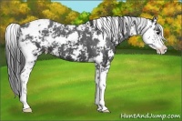 Horse Color:Black Sabino Appaloosa 