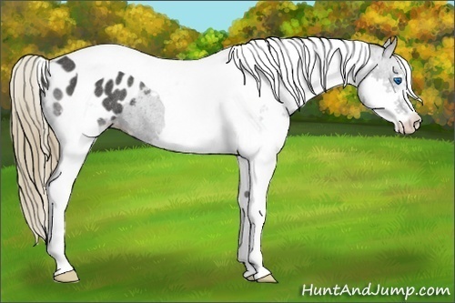 Horse Color:Smoky Black Splash Tobiano Appaloosa Rabicano 