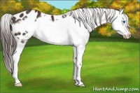 Horse Color:Liver Chestnut Sabino Splash Frame Appaloosa 