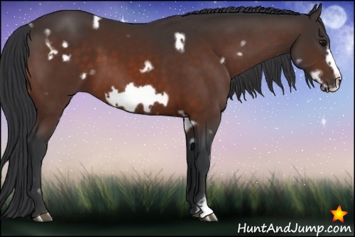 Horse Color:White Spotted Bay Frame
