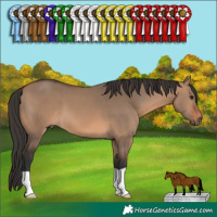 Horse Color:Brown Dun