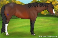 Horse Color:Bay 