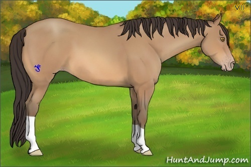 Horse Color:Amber Champagne