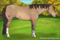 Horse Color:Amber Champagne
