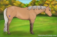 Horse Color:Silver Bay 