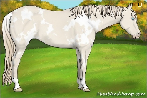 Horse Color:White Spotted Smoky Creme Dun