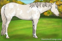 Horse Color:White Spotted Smoky Creme Dun
