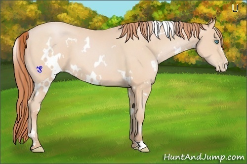 Horse Color:White Spotted Buckskin Pearl 