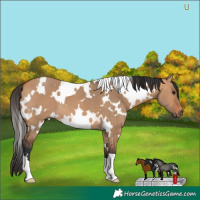 Horse Color:White Spotted Bay Dun 