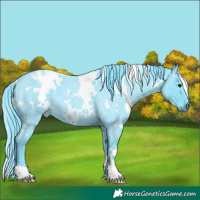 Horse Color:Watercolor White Spotted Blue Roan