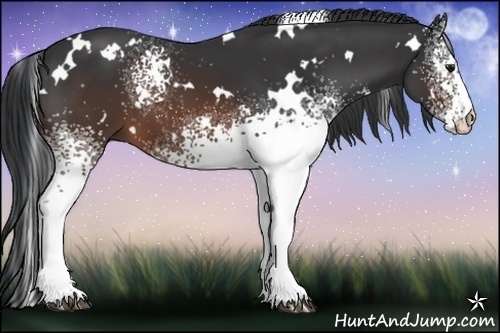 Horse Color:White Spotted Brown 