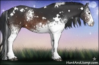 Horse Color:White Spotted Brown