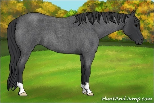 Horse Color:Blue Roan 