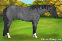 Horse Color:Blue Roan