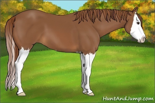 Horse Color:Chestnut Sabino Splash