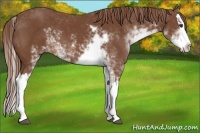Horse Color:Chestnut Sabino Splash