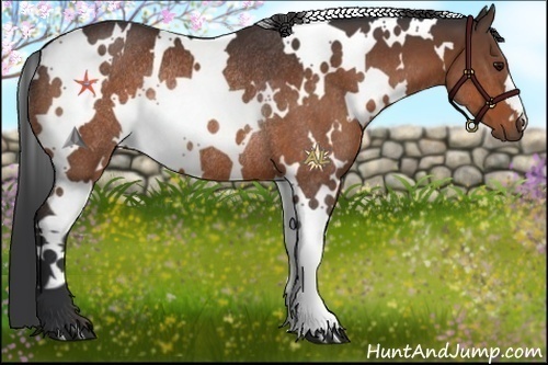 Horse Color:White Spotted Bay Rabicano