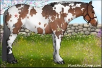 Horse Color:White Spotted Bay Rabicano
