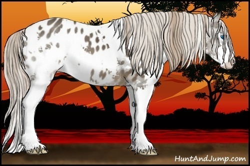 Horse Color:White Spotted Liver Chestnut Splash Appaloosa 