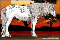 Horse Color:White Spotted Liver Chestnut Splash Appaloosa 