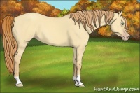 Horse Color:Gold Champagne Dun