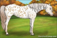 Horse Color:Red Dun Appaloosa 