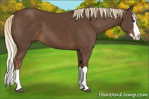 Horse Color:Liver Chestnut Sabino Splash