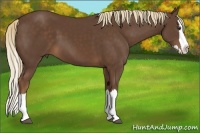 Horse Color:Liver Chestnut Sabino Splash