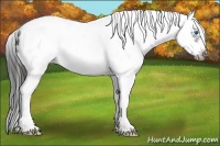 Horse Color:White Spotted Black Splash Frame Appaloosa 