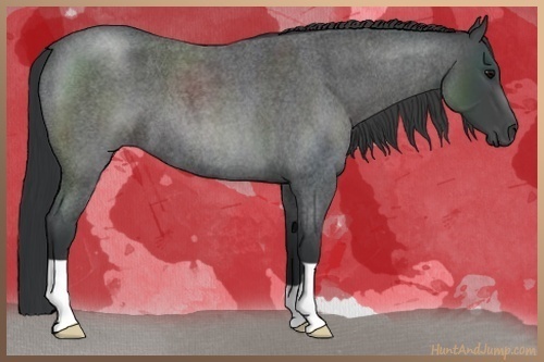 Horse Color:Blue Roan