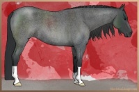 Horse Color:Blue Roan 