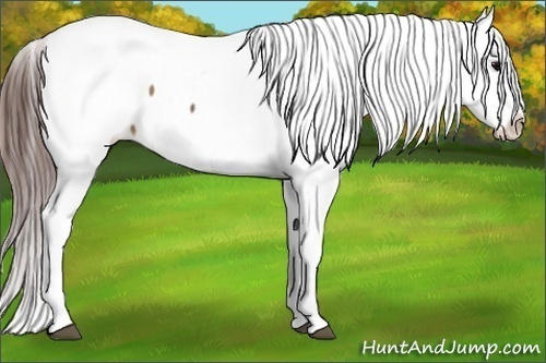 Horse Color:Brown Appaloosa 