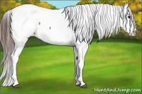 Horse Color:Brown Appaloosa