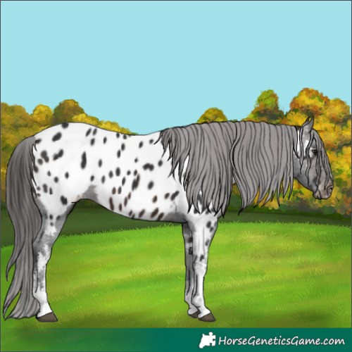 Horse Color:White Spotted Brown Appaloosa 