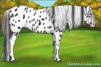 Horse Color:White Spotted Brown Appaloosa 