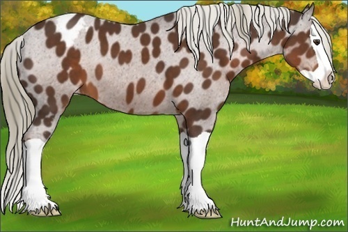 Horse Color:Liver Chestnut Splash Appaloosa 
