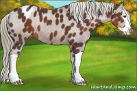 Horse Color:Liver Chestnut Splash Appaloosa