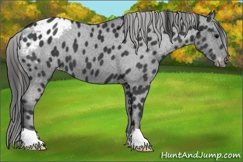 Horse Color:Black Appaloosa