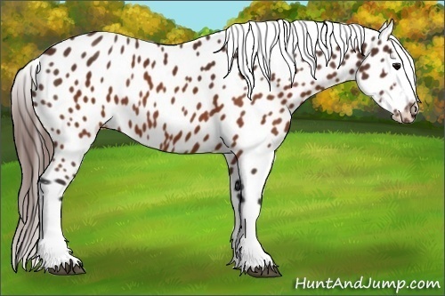Horse Color:White Spotted Brown Appaloosa 