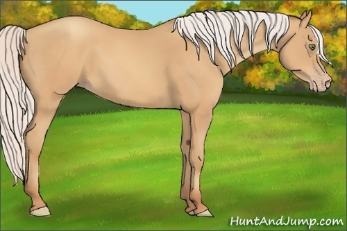 Horse Color:Silver Sable Champagne 