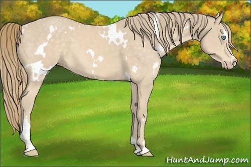 Horse Color:White Spotted Perlino Sabino 