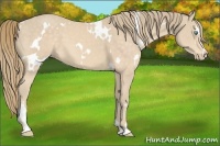 Horse Color:White Spotted Perlino Sabino