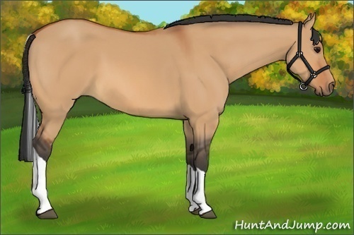 Horse Color:Bay Dun Tobiano 