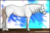 Horse Color:White Spotted Liver Chestnut Ice Pearl Appaloosa 
