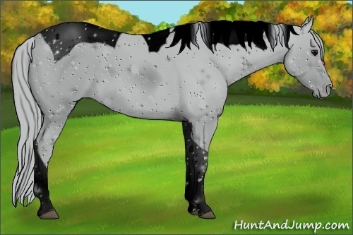 Horse Color:ERROR: UNKNOWN ANOMALY