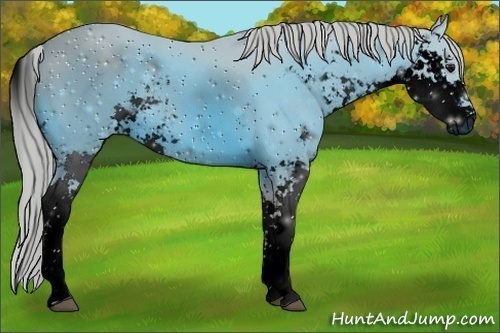 Horse Color:ERROR: UNKNOWN ANOMALY