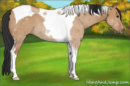 Horse Color:Bay Dun Tobiano 