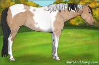 Horse Color:Bay Dun Tobiano 