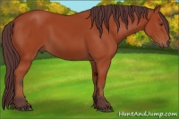 Horse Color:Chocolate Bay 